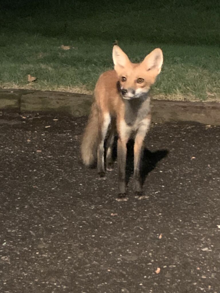 Feeding the Foxes. Woodland Shores Oklahoma