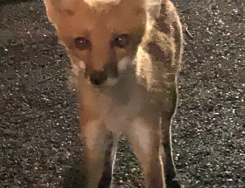 Feeding the Foxes.