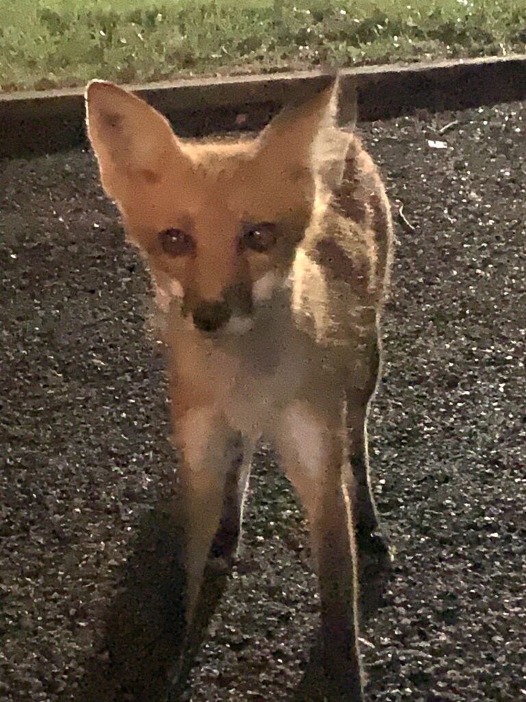 Feeding the Foxes. Woodland Shores Oklahoma