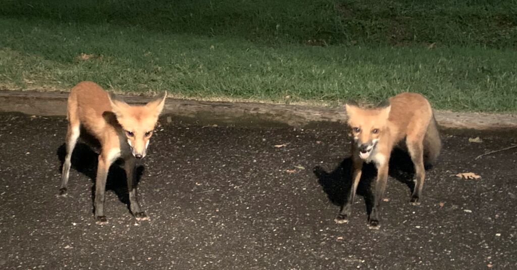 Feeding the Foxes. Woodland Shores Oklahoma