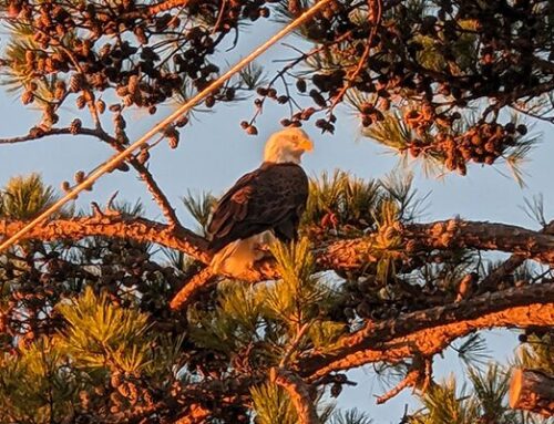 Bald Eagle in Woodland Shores.